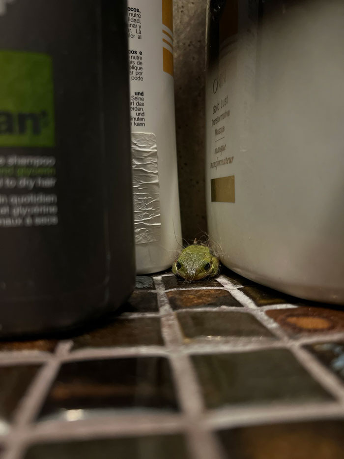 Guy Tweets Adorable Story Of How He Ended Up Adopting A Tiny Tree Frog He Discovered In His Lettuce Box Guy Tweets Adorable Story Of How He Ended Up Adopting A Tiny Tree Frog He Discovered In His Lettuce Box