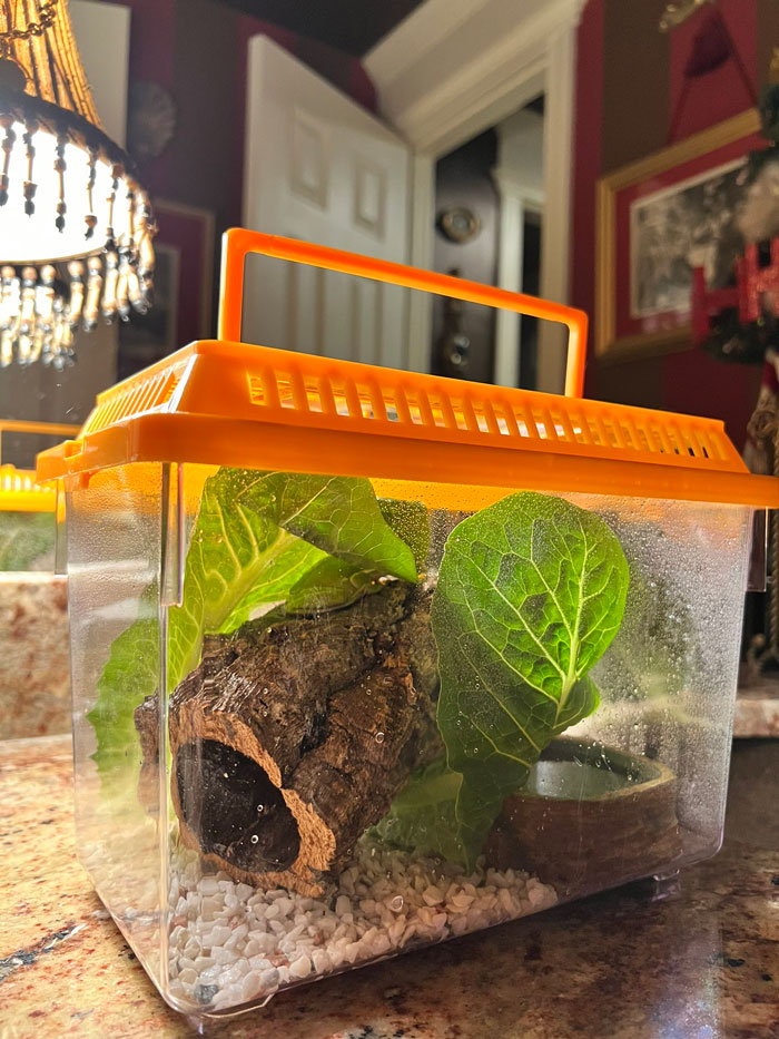 Guy Tweets Adorable Story Of How He Ended Up Adopting A Tiny Tree Frog He Discovered In His Lettuce Box Guy Tweets Adorable Story Of How He Ended Up Adopting A Tiny Tree Frog He Discovered In His Lettuce Box
