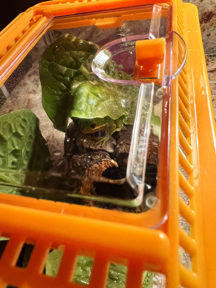 Guy Tweets Adorable Story Of How He Ended Up Adopting A Tiny Tree Frog He Discovered In His Lettuce Box Guy Tweets Adorable Story Of How He Ended Up Adopting A Tiny Tree Frog He Discovered In His Lettuce Box