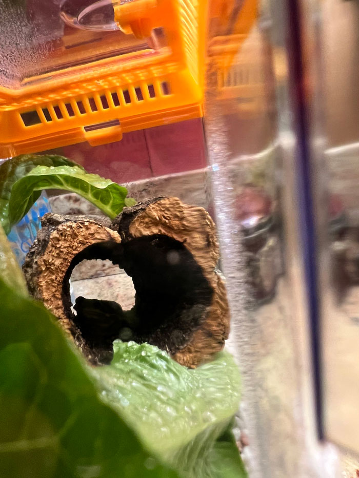 Guy Tweets Adorable Story Of How He Ended Up Adopting A Tiny Tree Frog He Discovered In His Lettuce Box Guy Tweets Adorable Story Of How He Ended Up Adopting A Tiny Tree Frog He Discovered In His Lettuce Box