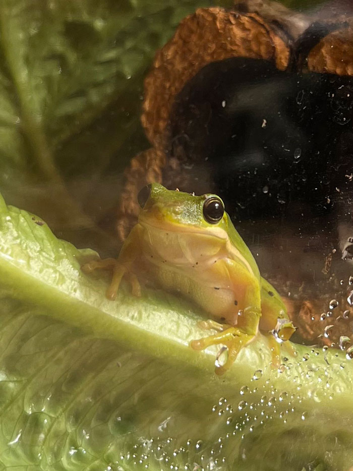 Guy Tweets Adorable Story Of How He Ended Up Adopting A Tiny Tree Frog He Discovered In His Lettuce Box Guy Tweets Adorable Story Of How He Ended Up Adopting A Tiny Tree Frog He Discovered In His Lettuce Box