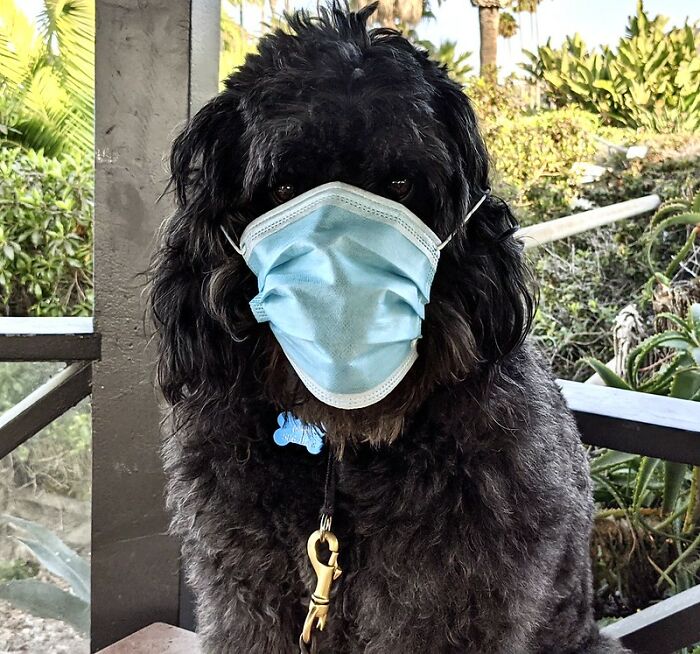 Covid May Be The First Reason People Started Wearing Face Masks, But People In This Online Group Discovered 30 More Advantages Of Them Covid May Be The First Reason People Started Wearing Face Masks, But People In This Online Group Discovered 30 More Advantages Of Them