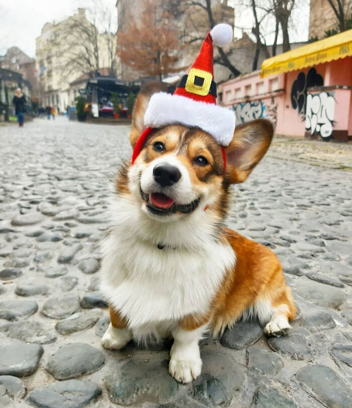 50 Times Pets Made Christmas Better For Everyone (But Sometimes Their Owners Would Disagree) 50 Times Pets Made Christmas Better For Everyone (But Sometimes Their Owners Would Disagree)