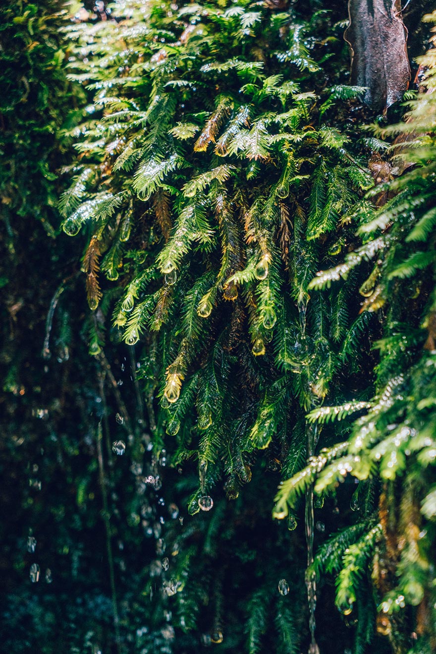 I Traveled To The Ancient Shiratani Unsuikyo Forest In Japan And Here Are 15 Pictures That I Took There I Traveled To The Ancient Shiratani Unsuikyo Forest In Japan And Here Are 15 Pictures That I Took There