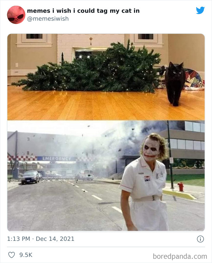 50 Of The Most Spot On “Memes I Wish I Could Tag My Cat In” 50 Of The Most Spot On “Memes I Wish I Could Tag My Cat In”