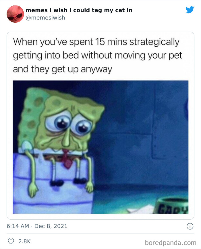 50 Of The Most Spot On “Memes I Wish I Could Tag My Cat In” 50 Of The Most Spot On “Memes I Wish I Could Tag My Cat In”