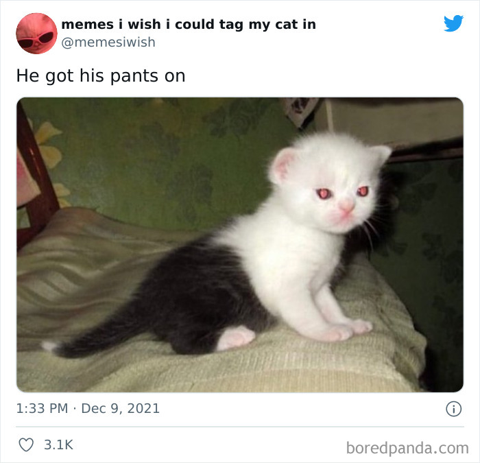50 Of The Most Spot On “Memes I Wish I Could Tag My Cat In” 50 Of The Most Spot On “Memes I Wish I Could Tag My Cat In”