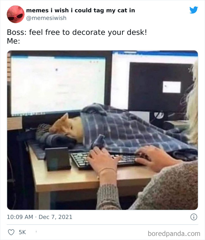 50 Of The Most Spot On “Memes I Wish I Could Tag My Cat In” 50 Of The Most Spot On “Memes I Wish I Could Tag My Cat In”