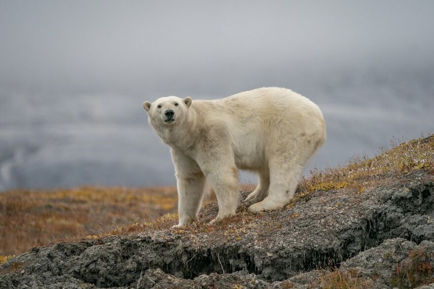 Russian Photographer Takes Photos Of Polar Bears That Took Over Abandoned Buildings