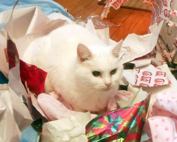 Folks In This Online Group Share 30 Things They Are Repelled By During The Christmas Season Folks In This Online Group Share 30 Things They Are Repelled By During The Christmas Season