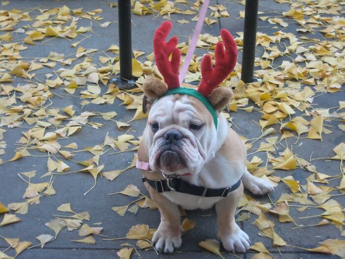 Folks In This Online Group Share 30 Things They Are Repelled By During The Christmas Season Folks In This Online Group Share 30 Things They Are Repelled By During The Christmas Season