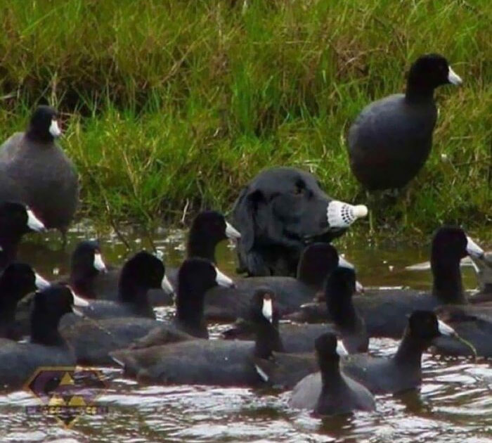 People Share Accidental Camouflage Examples And Here Are 50 Of The Best Photos (New Pics)