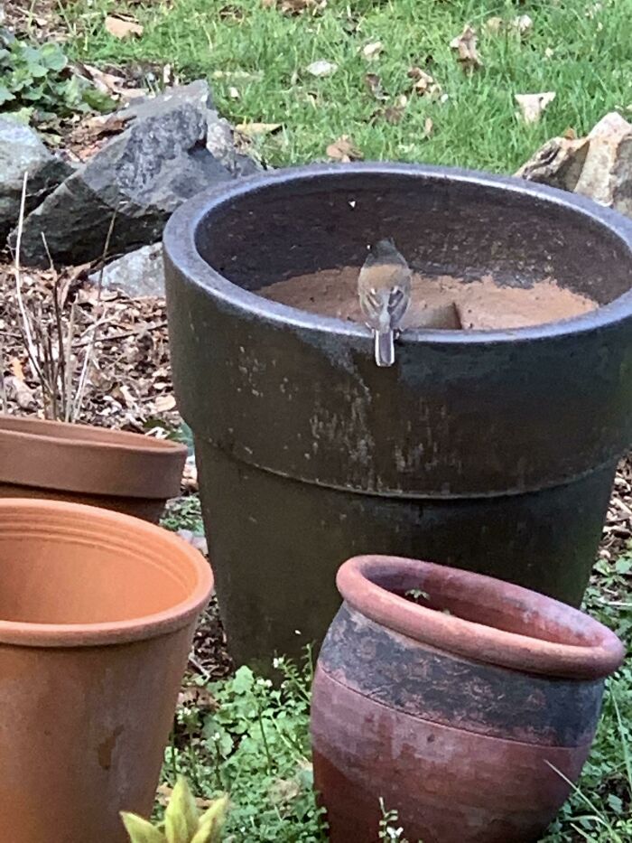 People Share Accidental Camouflage Examples And Here Are 50 Of The Best Photos (New Pics)