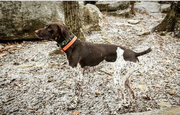 People Share Accidental Camouflage Examples And Here Are 50 Of The Best Photos (New Pics)