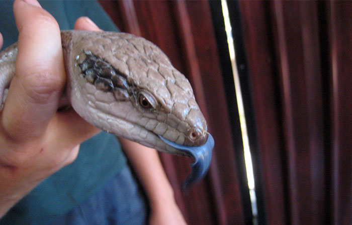 “Am I Wrong For Not Attending My Daughter’s Gender Reveal For Her Lizard?” “Am I Wrong For Not Attending My Daughter’s Gender Reveal For Her Lizard?”