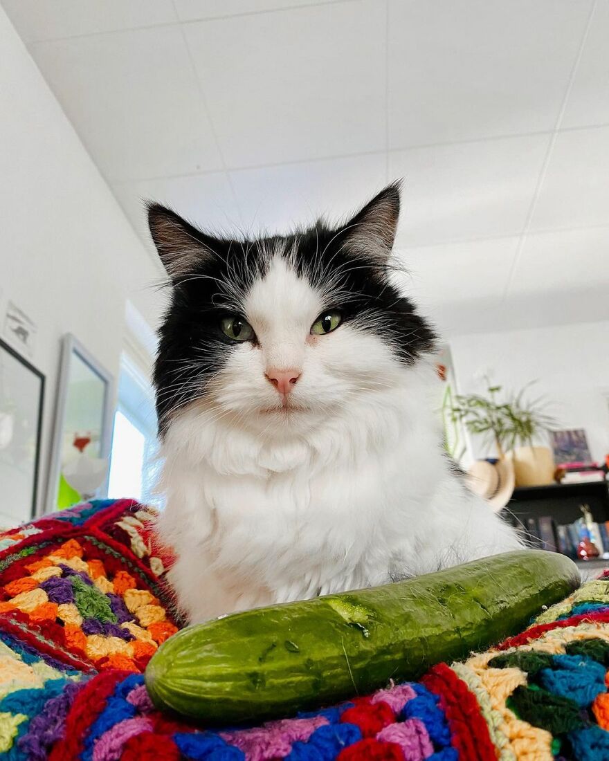 This Cat From Finland Loves Munching On Cucumbers This Cat From Finland Loves Munching On Cucumbers