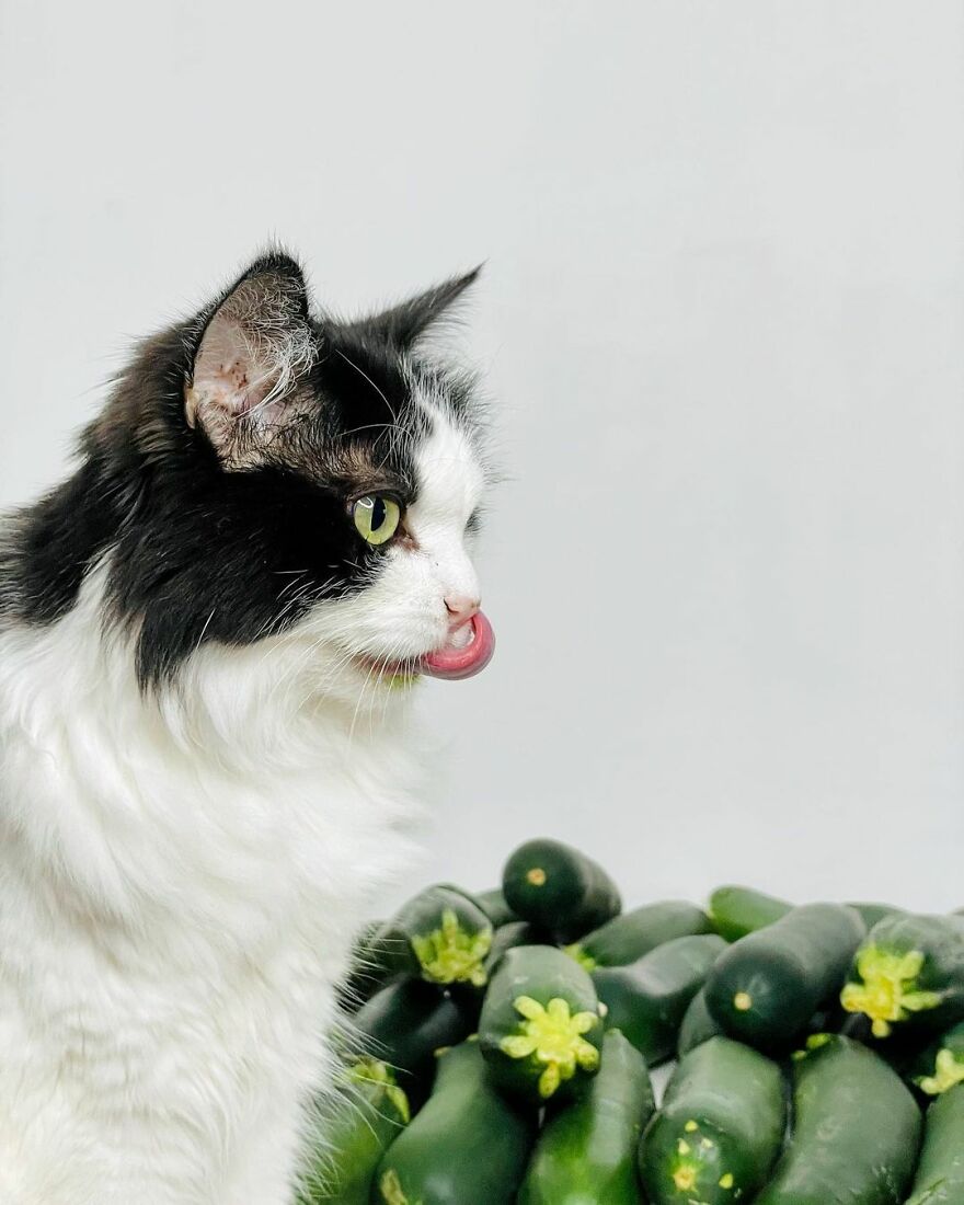 This Cat From Finland Loves Munching On Cucumbers This Cat From Finland Loves Munching On Cucumbers
