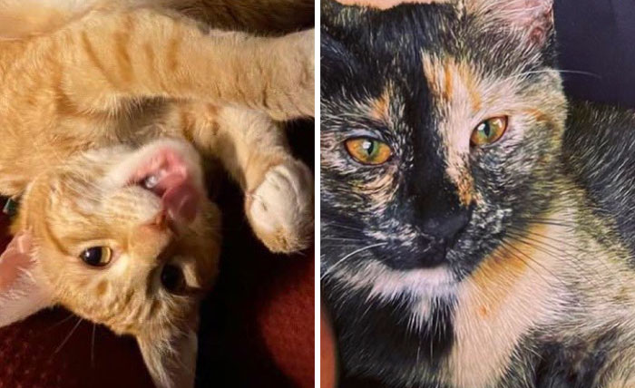 Colleague Makes Woman Cry By Saying One Of The Office Cats Is Dumb And The Matter Reaches HR