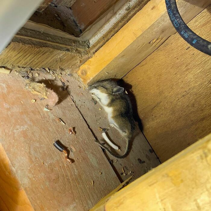 40 Times Boston Home Inspectors Found Such Surprising Things During Their Work, They Had To Document It (New Pics) 40 Times Boston Home Inspectors Found Such Surprising Things During Their Work, They Had To Document It (New Pics)