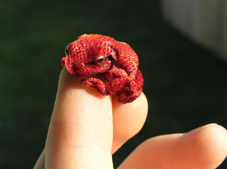 DesignCrowd Hosts A Frog Photoshop Contest, And Here Are 30 Of The Best Submissions DesignCrowd Hosts A Frog Photoshop Contest, And Here Are 30 Of The Best Submissions