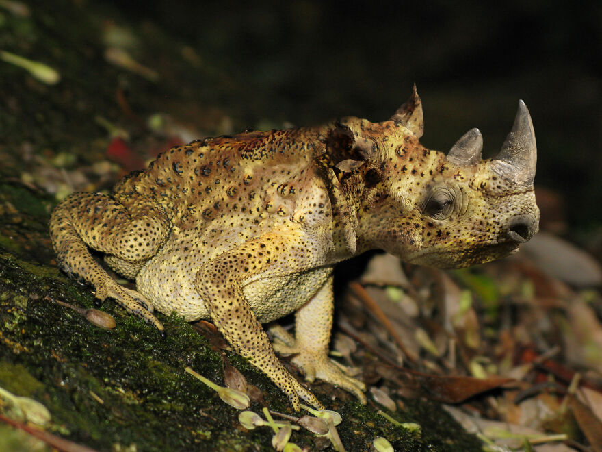 DesignCrowd Hosts A Frog Photoshop Contest, And Here Are 30 Of The Best Submissions DesignCrowd Hosts A Frog Photoshop Contest, And Here Are 30 Of The Best Submissions