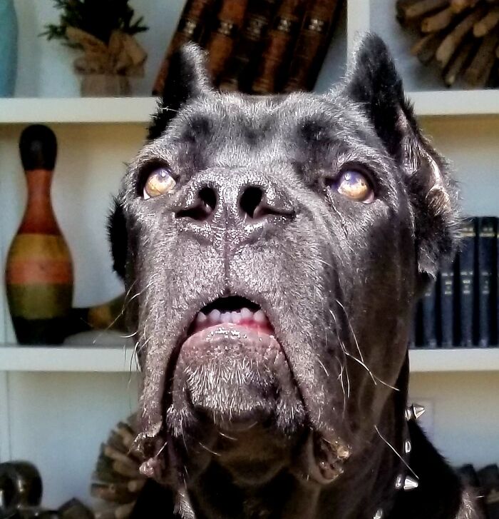 Hey Pandas, Post A Photo Where Your Pet Looks Creepy Or Evil (Closed)