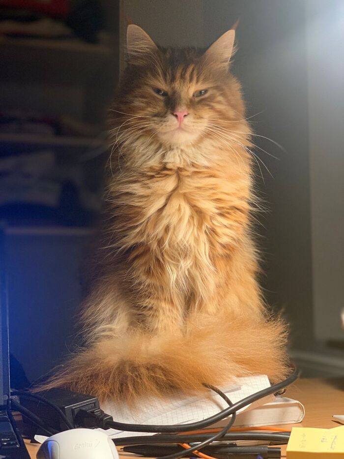 Hey Pandas, Post A Photo Where Your Pet Looks Creepy Or Evil (Closed)