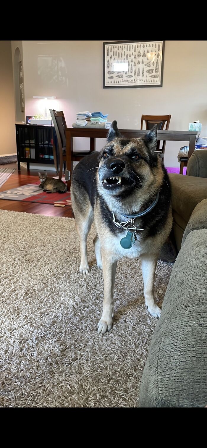 Hey Pandas, Post A Photo Where Your Pet Looks Creepy Or Evil (Closed)