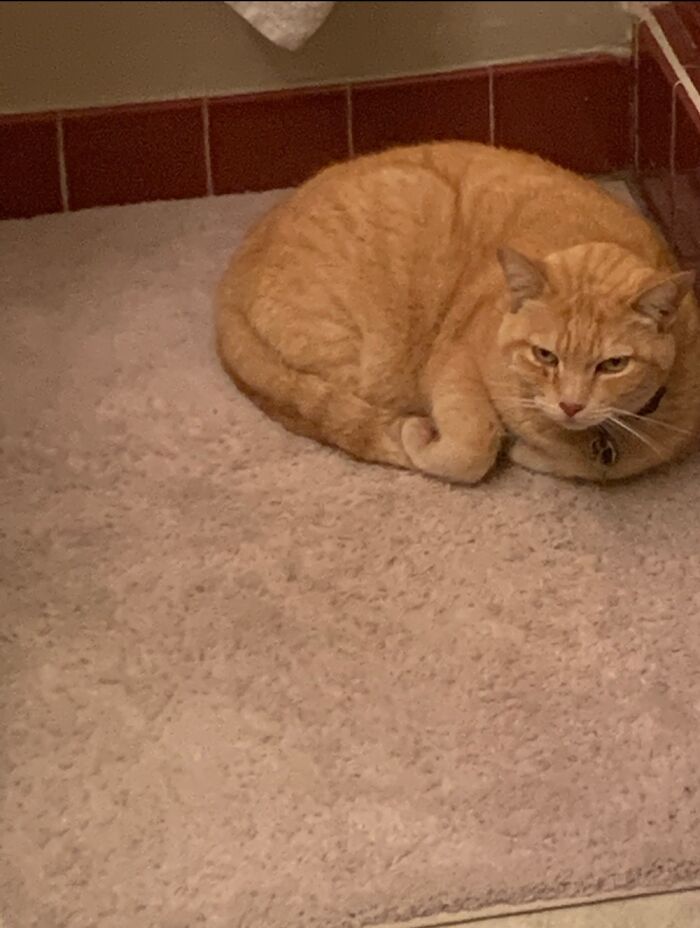 Hey Pandas, Post A Photo Where Your Pet Looks Creepy Or Evil (Closed)