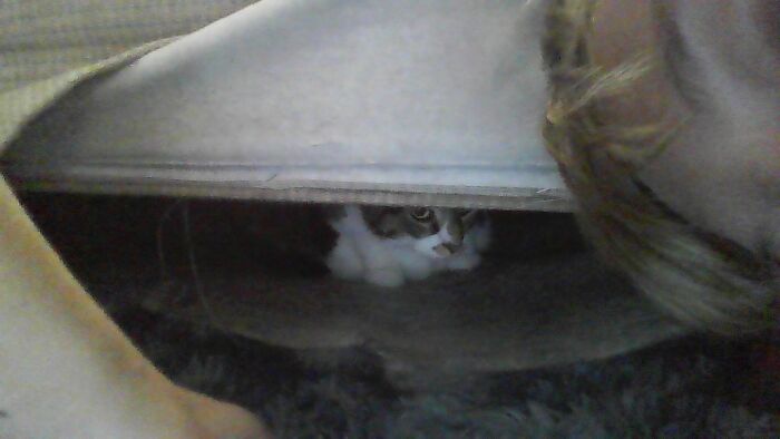 Hey Pandas, Post A Photo Where Your Pet Looks Creepy Or Evil (Closed)