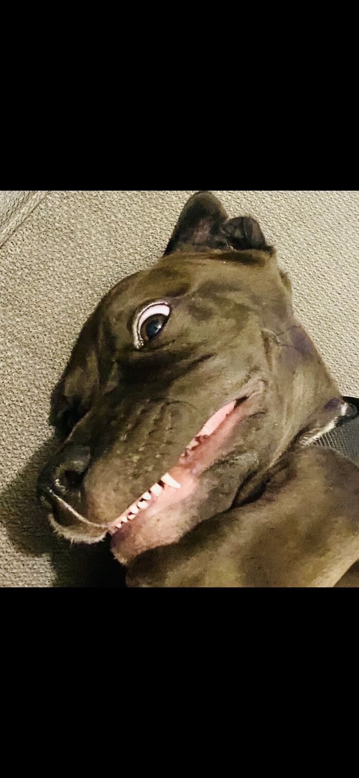 Hey Pandas, Post A Photo Where Your Pet Looks Creepy Or Evil (Closed)