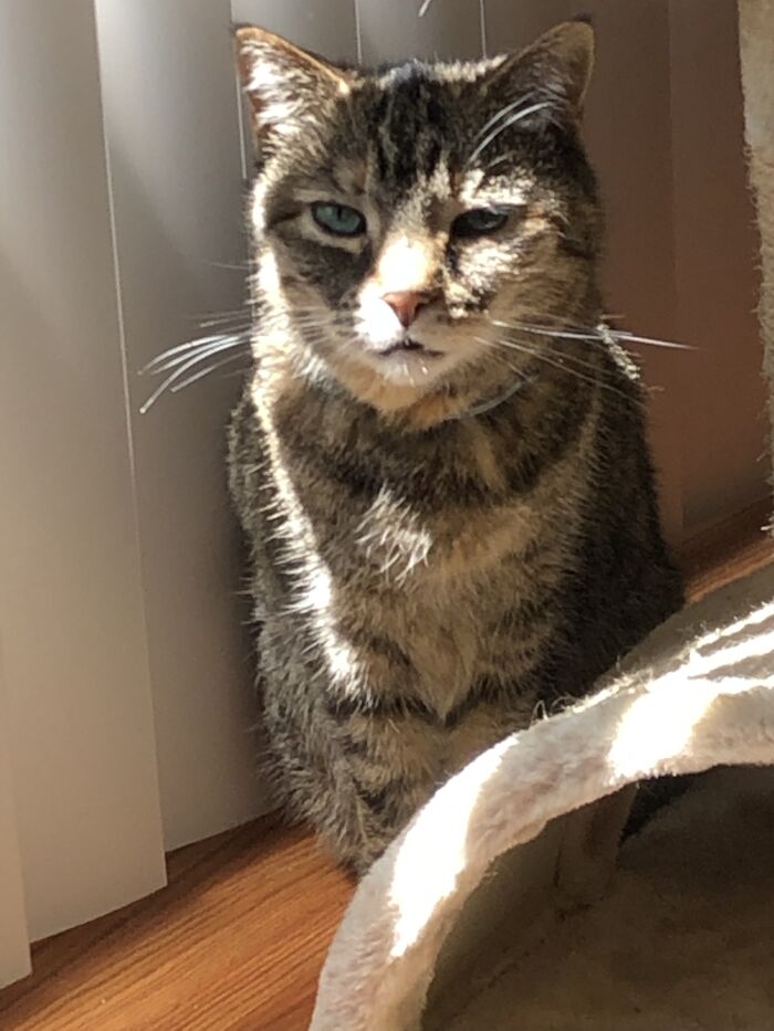 Hey Pandas, Post A Photo Where Your Pet Looks Creepy Or Evil (Closed)