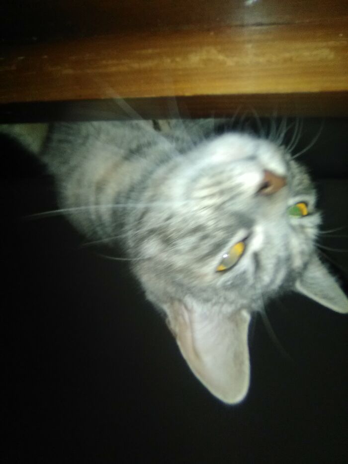 Hey Pandas, Post A Photo Where Your Pet Looks Creepy Or Evil (Closed)