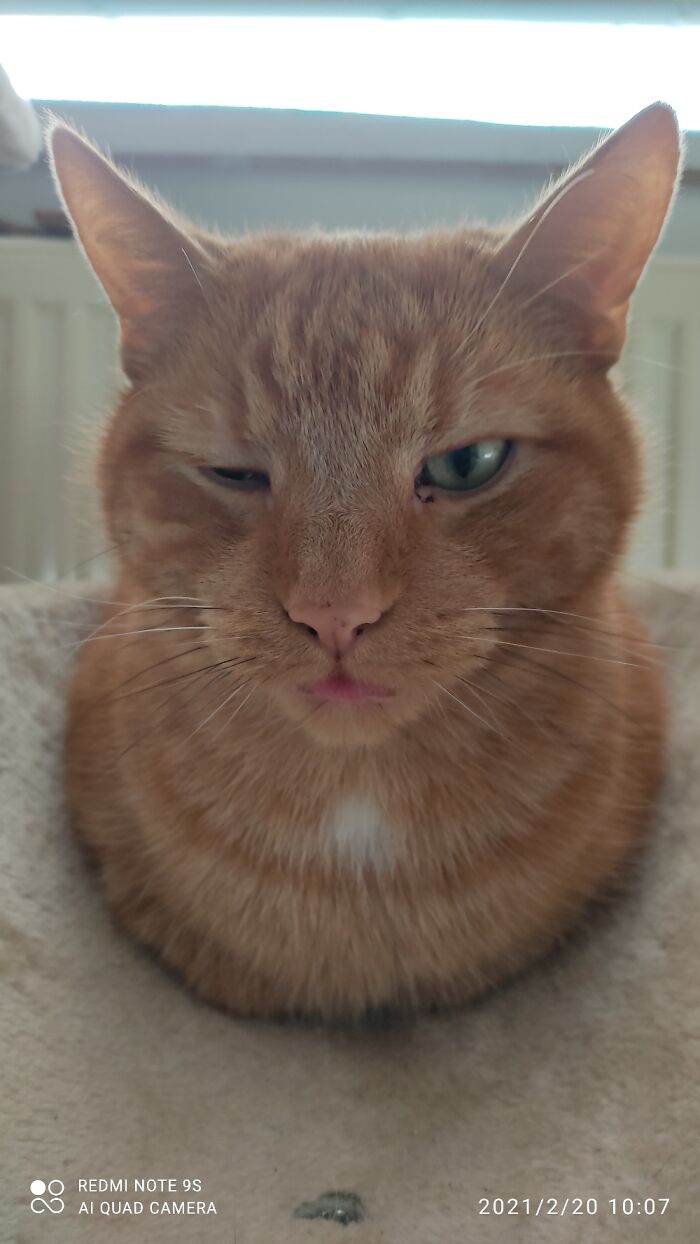 Hey Pandas, Post A Photo Where Your Pet Looks Creepy Or Evil (Closed)