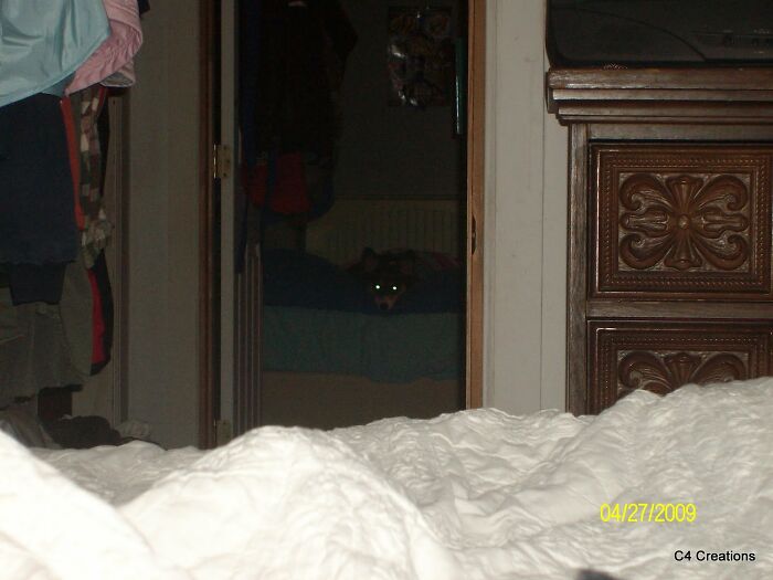 Hey Pandas, Post A Photo Where Your Pet Looks Creepy Or Evil (Closed)