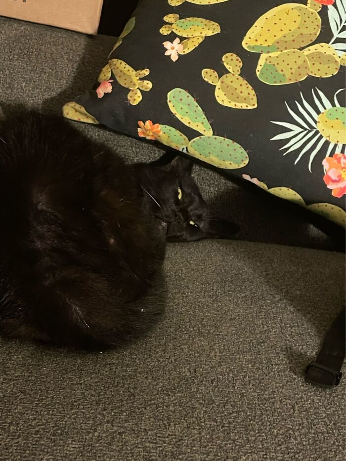 Hey Pandas, Post A Photo Where Your Pet Looks Creepy Or Evil (Closed)