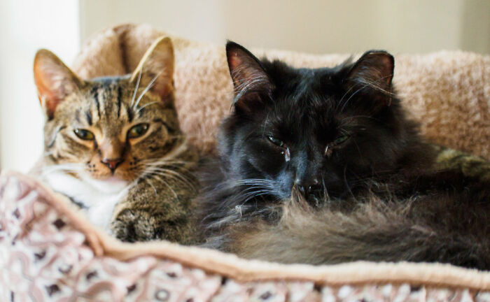 Hey Pandas, Post A Photo Where Your Pet Looks Creepy Or Evil (Closed)