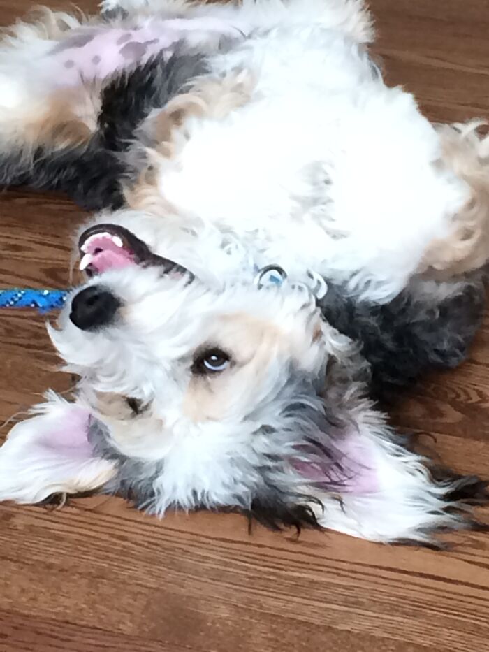 Hey Pandas, Post A Photo Where Your Pet Looks Creepy Or Evil (Closed)