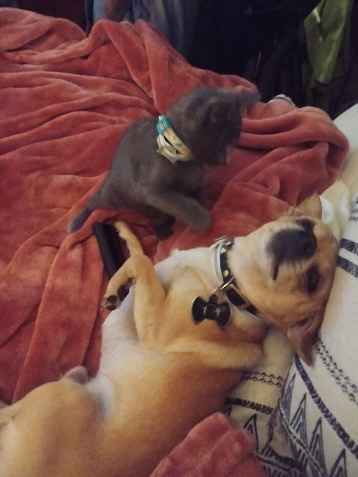 Hey Pandas, Post A Photo Where Your Pet Looks Creepy Or Evil (Closed)