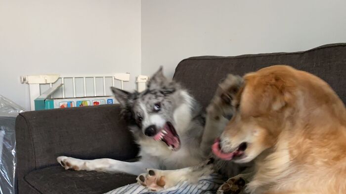 Hey Pandas, Post A Photo Where Your Pet Looks Creepy Or Evil (Closed)