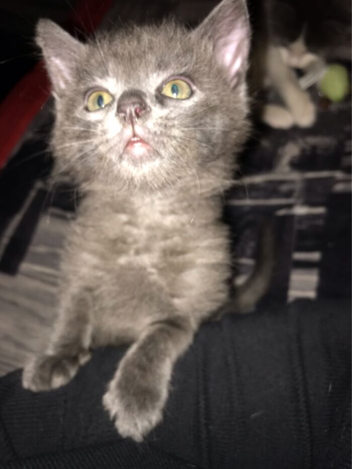 Hey Pandas, Post A Photo Where Your Pet Looks Creepy Or Evil (Closed)