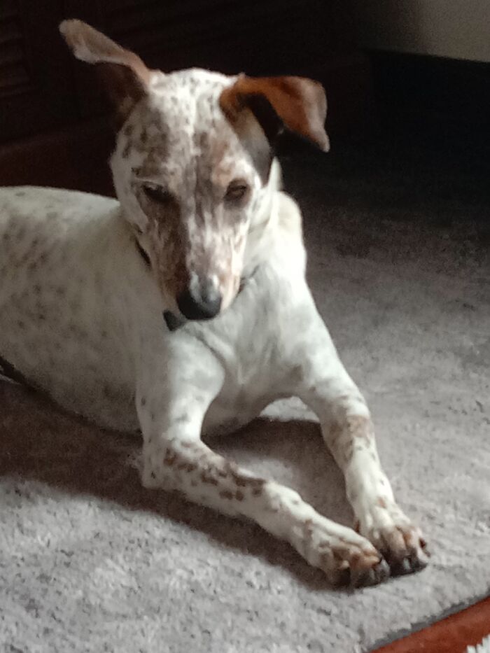 Hey Pandas, Post A Photo Where Your Pet Looks Creepy Or Evil (Closed)