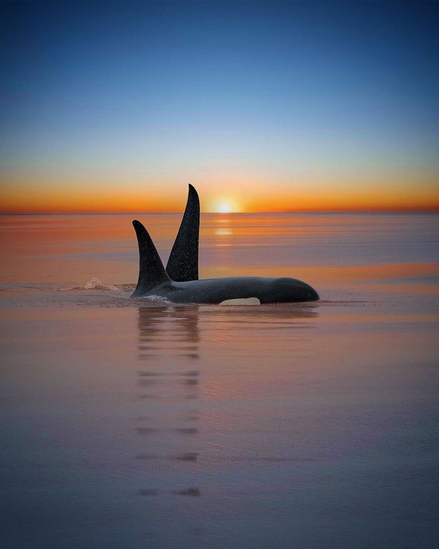 Professional Photographer Captures Magical Photos Of Orcas Basking In A Sunset (27 Pics) Professional Photographer Captures Magical Photos Of Orcas Basking In A Sunset (27 Pics)