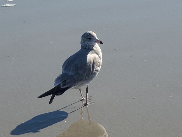 Hey Pandas, Post Bird Pics That You Took (Closed)