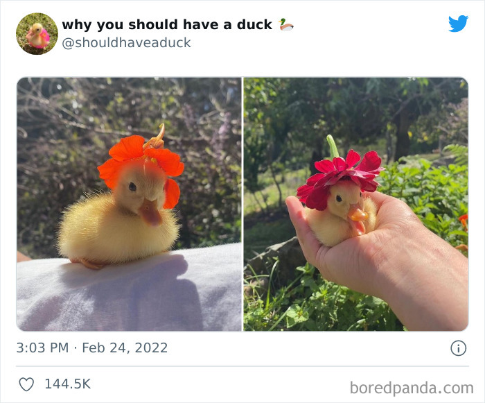 This Page “Why You Should Have A Duck” Is Dedicated To All Things Ducks And Here Are 35 Of The Best Posts This Page “Why You Should Have A Duck” Is Dedicated To All Things Ducks And Here Are 35 Of The Best Posts