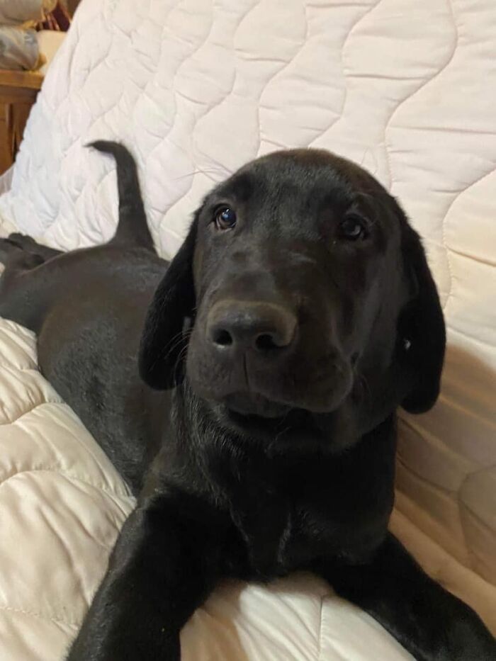 Hey Pandas, If Your Dog Was On A Dating Site, What Would Its Profile Pic Be? (Closed) Hey Pandas, If Your Dog Was On A Dating Site, What Would Its Profile Pic Be? (Closed)