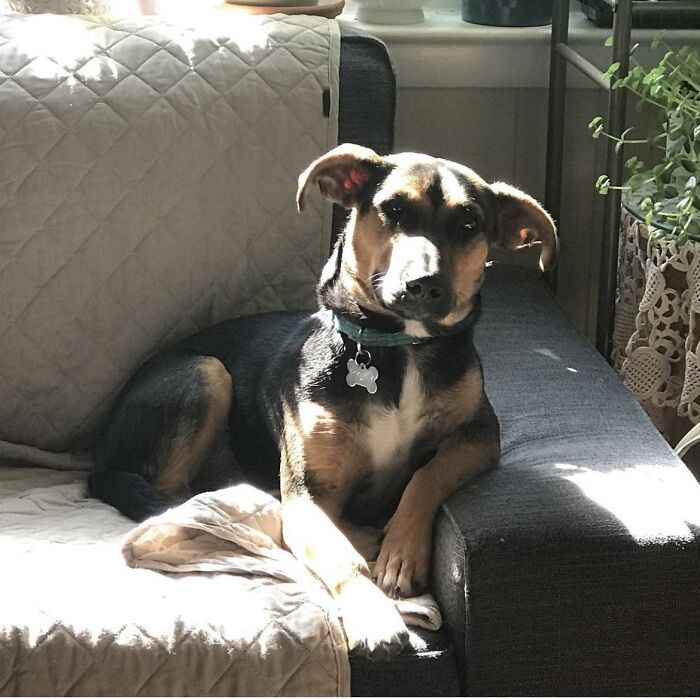 Hey Pandas, If Your Dog Was On A Dating Site, What Would Its Profile Pic Be? (Closed) Hey Pandas, If Your Dog Was On A Dating Site, What Would Its Profile Pic Be? (Closed)