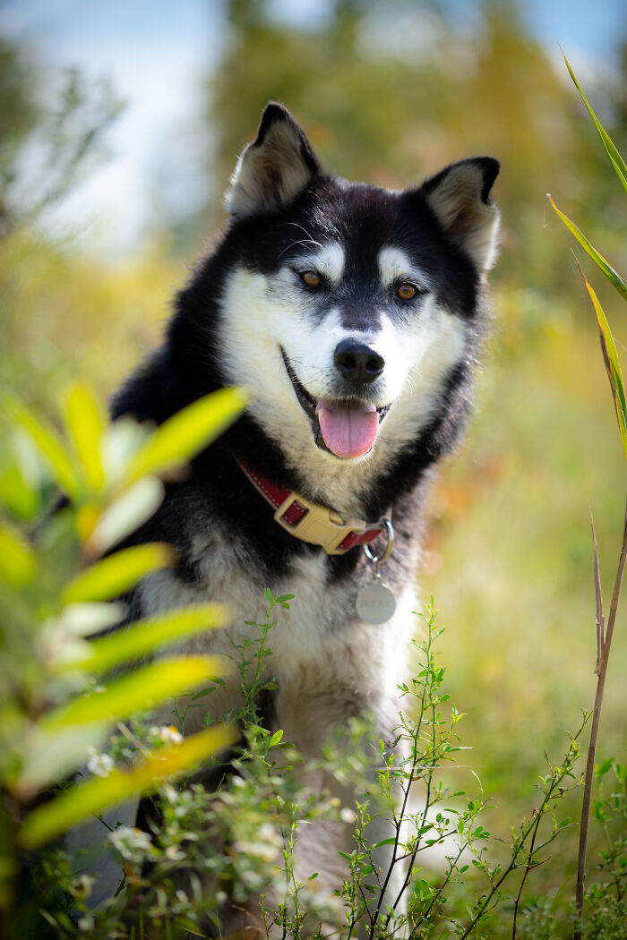 Hey Pandas, If Your Dog Was On A Dating Site, What Would Its Profile Pic Be? (Closed) Hey Pandas, If Your Dog Was On A Dating Site, What Would Its Profile Pic Be? (Closed)