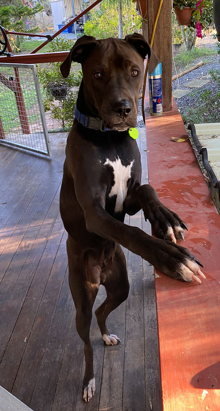 Hey Pandas, If Your Dog Was On A Dating Site, What Would Its Profile Pic Be? (Closed) Hey Pandas, If Your Dog Was On A Dating Site, What Would Its Profile Pic Be? (Closed)