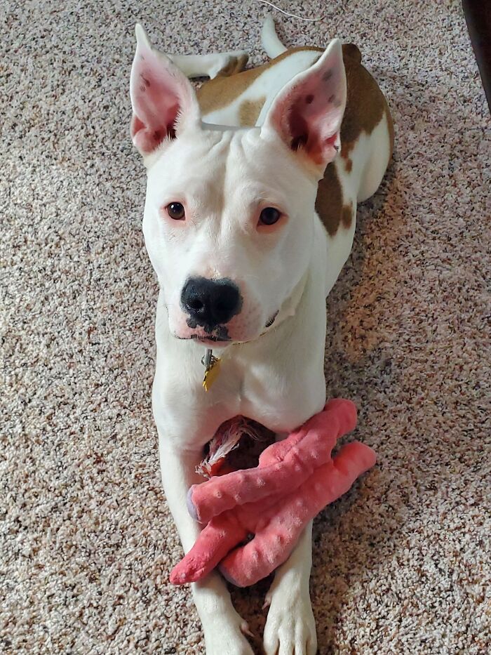 Hey Pandas, If Your Dog Was On A Dating Site, What Would Its Profile Pic Be? (Closed) Hey Pandas, If Your Dog Was On A Dating Site, What Would Its Profile Pic Be? (Closed)